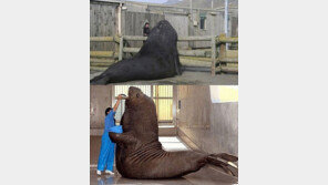 지상 최대 육식동물, 바다표범 일까? 북극곰 일까? 