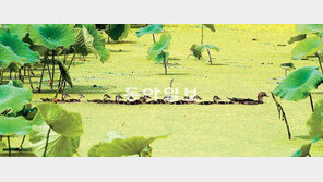 엄마 따라… 새끼 원앙들의 여름 나들이