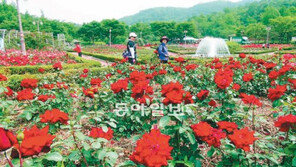 [인천/경기]1만2000그루 장미꽃 활짝