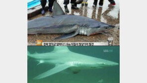 죽은 식인상어 발견, 사람공격 가능성도 있어 “해수욕 주의보!”