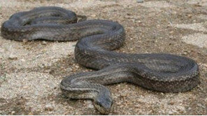 ‘멸종위기’ 구렁이 아파트에 출현 주민 ‘화들짝’