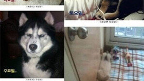 요일별 강아지 모습, ‘직장인 표정과 싱크로율 100%’