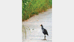 [부산/경남]멸종위기 뜸부기, 주남저수지에 오셨네