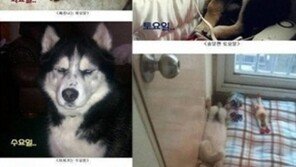 요일별 강아지 모습 “강아지도 월요병?” 직장인과 싱크로율 100%