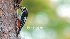 도심 속 오색딱따구리 “지금은 식사시간”