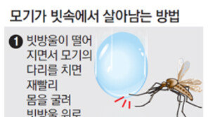 모기가 폭우 속을 날아다니는 비결은… 힘에 저항않고 이용하는 ‘태극권’