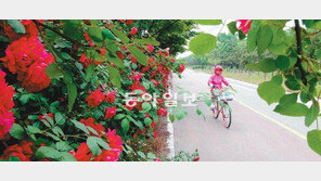 [인천/경기]100만 송이 장미 사이로