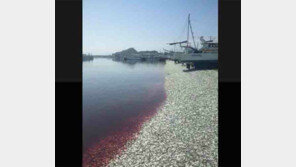 일본 핏빛 바다, 물고기 200톤 사체 떠올라 ‘섬뜩’