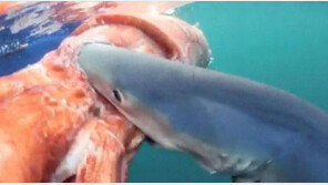 3m 거대 오징어 발견, ‘사람키 능가하는 크기’ 깜짝