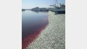 일본 핏빛 바다, 정어리떼 사체 200t ‘대지진 전조?’