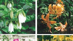 [O2/꽃과의 대화]고개 숙인 한국의 야생화, 왜?