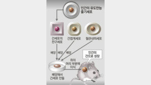 [지구촌 건강 파일]줄기세포 이용해 사람의 간 만들었다