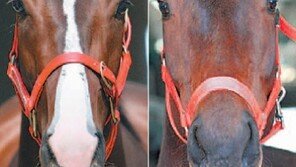 “암말馬!…전국구 여왕마는 나야 나”