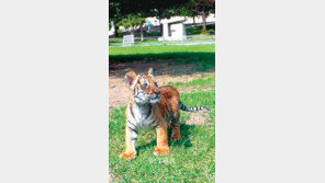 [대구/경북]새끼 호랑이 ‘달구’ 재롱 보러 오세요