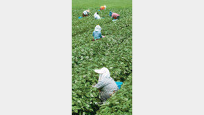 [부산/경남]가슴 가득 깻잎 향기