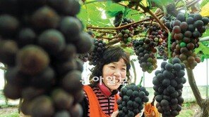 [대구/경북]탐스러운 거봉… 즐거운 농심 