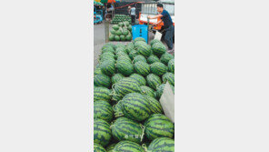 [인천/경기]갈증이 싹~ “수박 사세요”