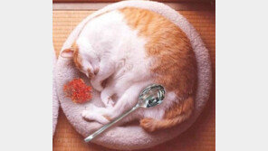 멀리서 보면 카레, “신제품 고양이맛 카레! 퉤퉤~” 폭소