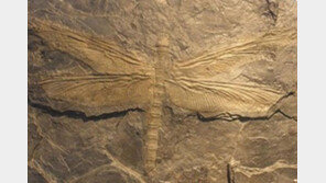 3억년 전 잠자리는 새보다 컸다?…몸 길이 70cm 달해