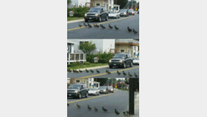 ‘최강 민폐 집단’ 오리떼 행진에 교통마비 ‘귀여워’