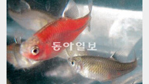 [부산/경남]“20조 세계 관상어 시장 잡아라”