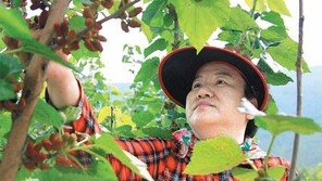 [대구/경북]탐스러운 오디의 유혹