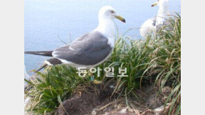 괭이갈매기 최소 15년 이상 산다