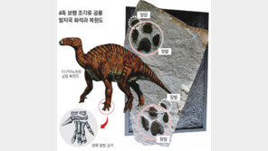 고성군 ‘4족 보행’ 공룡발자국 세계학회 “새로운 종류” 인정