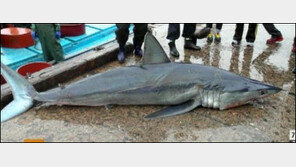 동해안 식인상어 출몰, 피서객 각별한 주의 당부