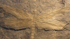 3억년 전 잠자리, “70cm에서 7cm로 작아진 이유 밝혀져”