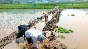 [대전/충남]황새방사 예정지 충남 예산 광시면 일대… 전체 논 면적 5% ‘비오톱’ 만든다