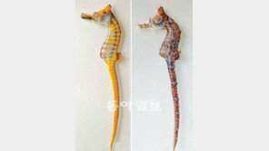 이상하게 생겼지만 저도 해마예요