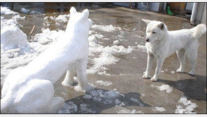 진돗개 멘탈붕괴 “눈 진돗개 보더니 깜짝 놀라” 폭소