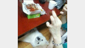 치킨이 간절한 강아지 “저러다 숨넘어 가겠다”