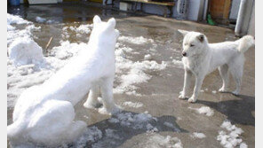 진돗개 멘탈붕괴, “정면으로 바라보며 ‘멘붕’ 표정!”