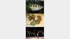 무기 닮은 물고기, “바닷속 신비로움! 이런 어류도 있었네”