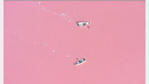 딸기우유 색깔 호수 “놀라운 자연”