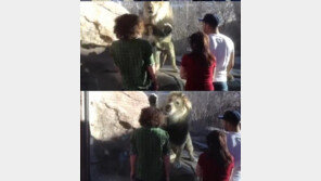 사자 머리 싫은 사자 ‘얼마나 싫었으면 공격’