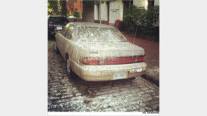 진정한 앵그리버드, 새들의 배설물 테러 수준 ‘경악’