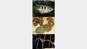 무기 닮은 물고기 “물고기가 총을 쏴? 놀랍네”