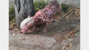 中 분홍 괴생명체 발견…유전자 조작동물? 중국의 혈통있는 견종? 