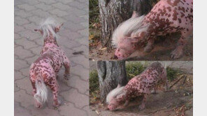 中 분홍 괴생명체 발견, “믿을 수 없을 만큼 합성같아!”