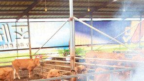 [광주/전남]장마대비 축사 방역작업