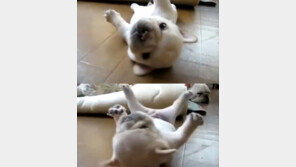 ‘못 뒤집는 강아지’에 누리꾼 ‘짖지도 않고 귀엽네’