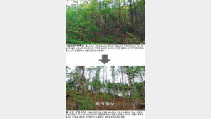 “숲 생태계 건강 생각” 국립공원 최대 4900만 그루 솎아낸다