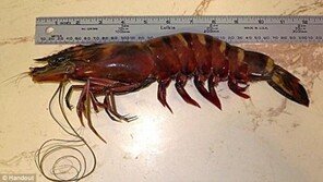 괴물 새우 등장, 동족까지 잡아 먹어 ‘생태계 비상’