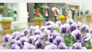 [부산/경남]꽃길 따라…