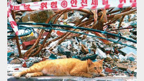 [TV 프로그램]철거촌의 길고양이들