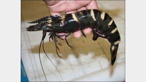 괴물 새우 등장 “몸길이 무려 30cm…동족도 잡아먹어”