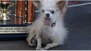 가장 못 생긴 개 ‘요다’ 수면중 사망…전 세계 애도 물결 